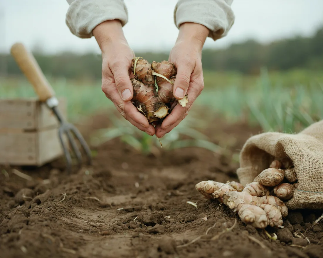 Hands holding freshly harvested ginger root in a farm field