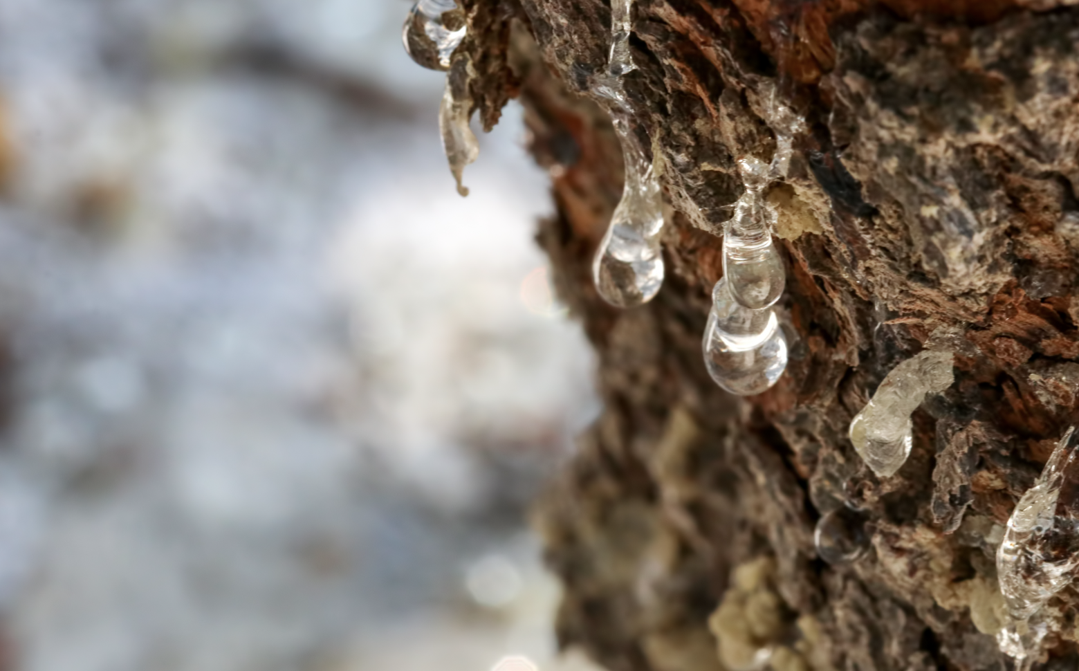 Mastic resin on the tree