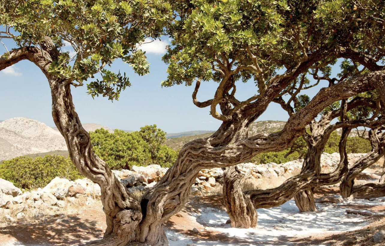 Mastic tree on Chios